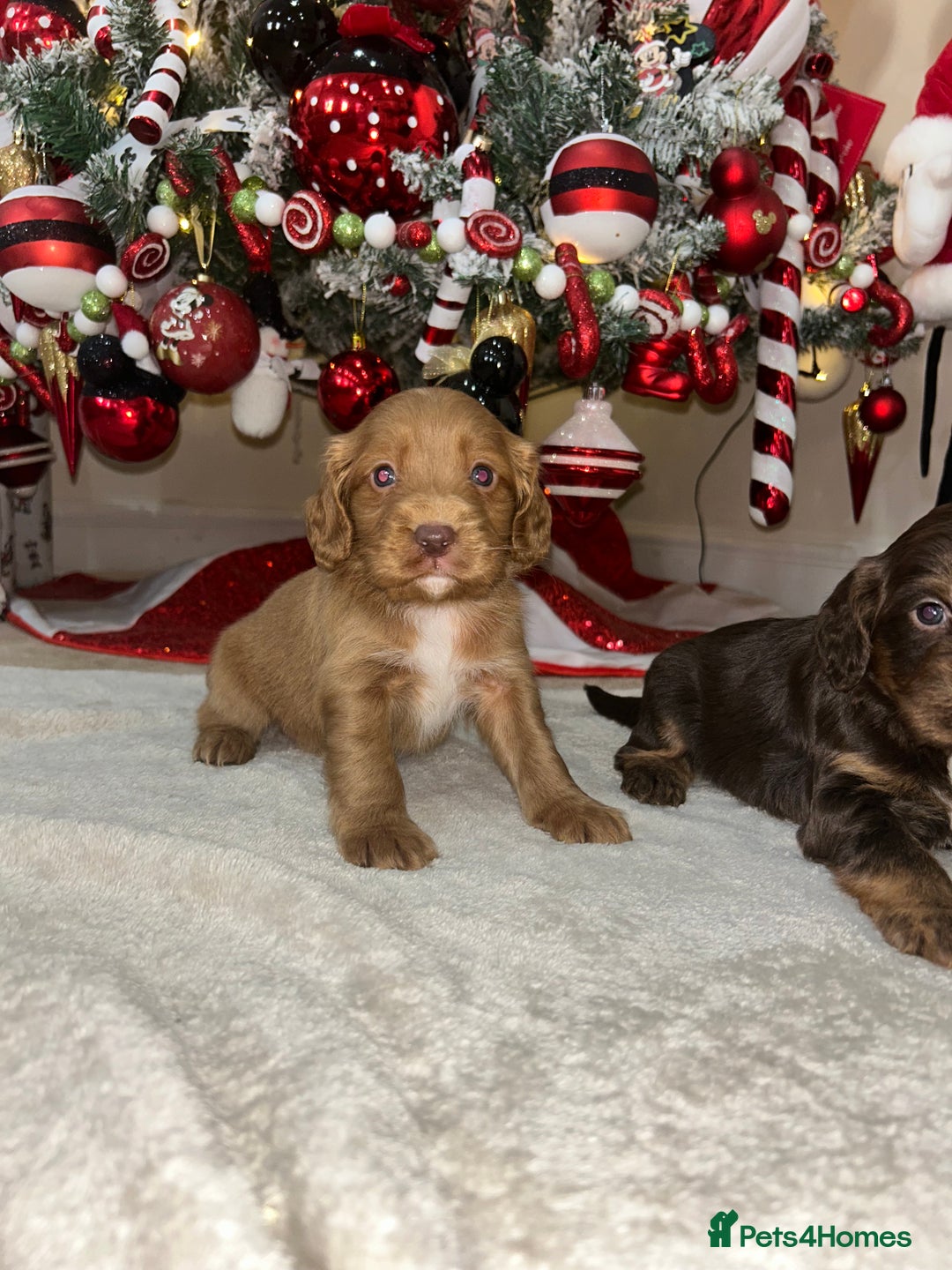 Cockapoo dogs for sale: Stunning cockapoo puppies  - Advert 16