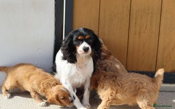 Cavapoo dogs for sale: F1 Cavapoo puppies for sale - Image 40