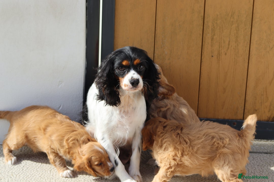 Cavapoo dogs for sale: F1 Cavapoo puppies for sale - Image 40