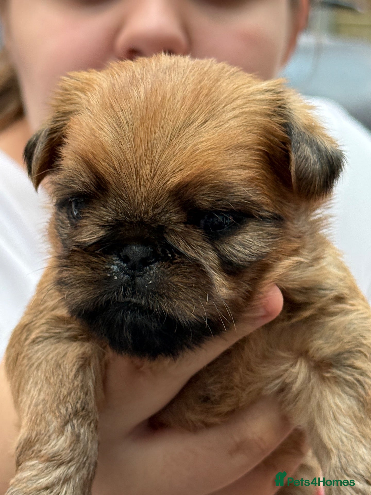 Griffon Bruxellois dogs for sale: Griffon Bruxellois Puppies for sale - Advert 1