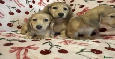 Miniature Dachshund dogs - Advert 7