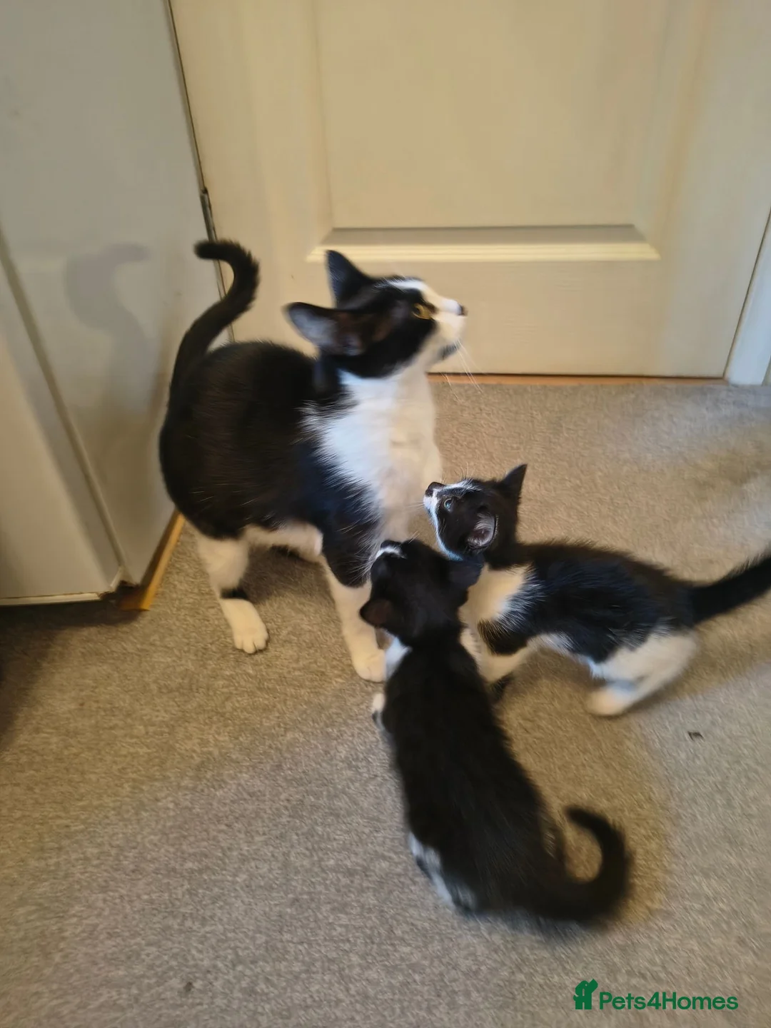Mixed Breed cats for sale: 3 cute kittens (1 boy,2 girls) - Advert 1