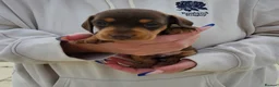 Miniature Dachshund dogs for sale: Miniature dachshund puppies  - Advert 18