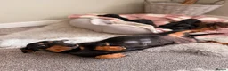 Miniature Dachshund dogs for sale: KC Miniature Smooth Dachshund Puppies - Advert 15