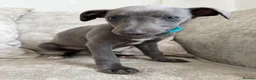 Whippet dogs for sale: I BEAUTIFUL GIRL LEFT READY NOW - Advert 16