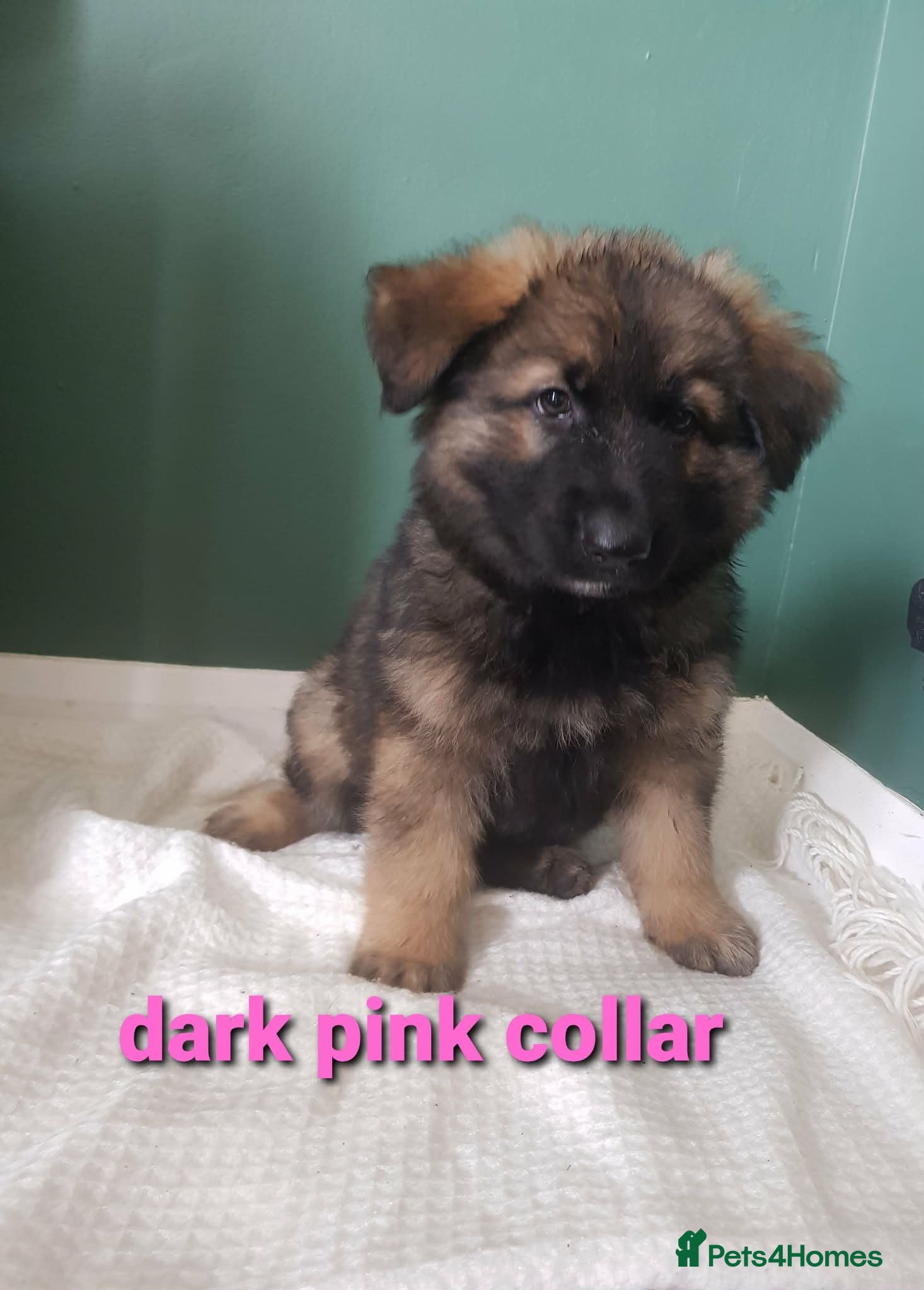 German Shepherd dogs READY TO GO!! beautiful German shepherd puppies - Advert 9