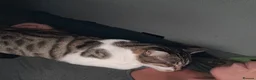Mixed Breed cats for sale: Tabby x  in Norwich - Advert 4