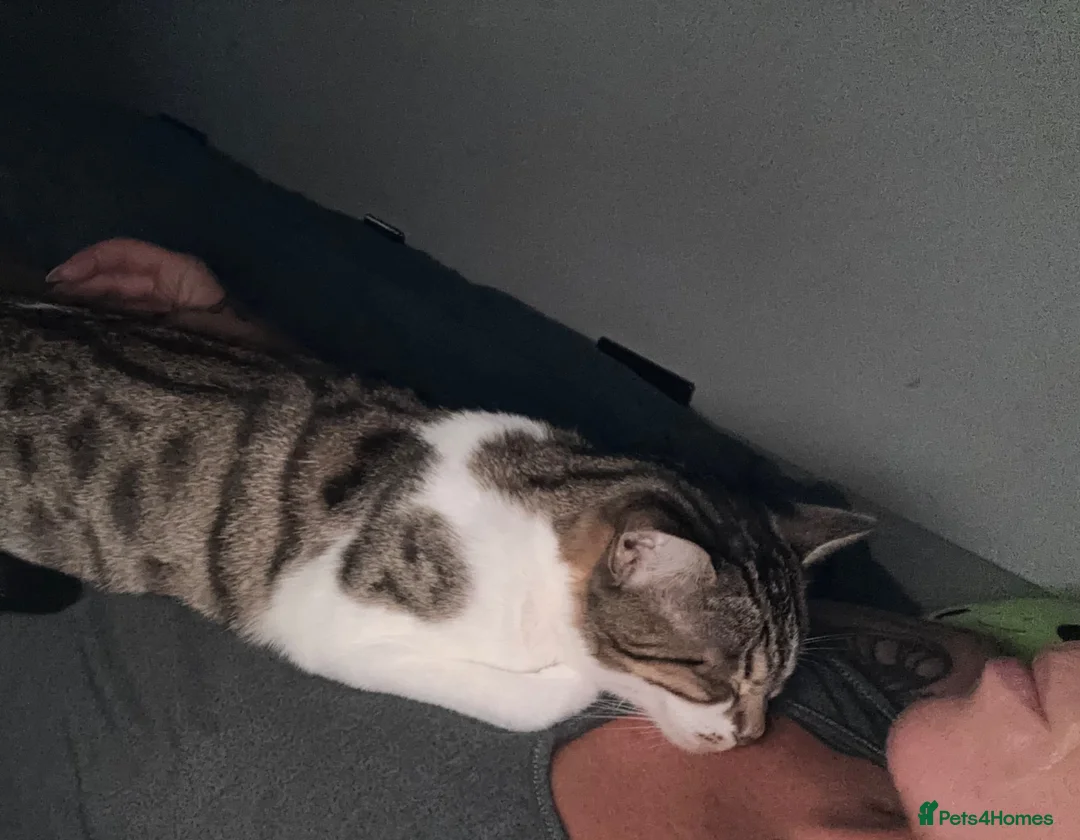 Mixed Breed cats for sale: Tabby x  in Norwich - Advert 4