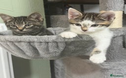 British Shorthair cats for sale: Playful kittens - Image 7