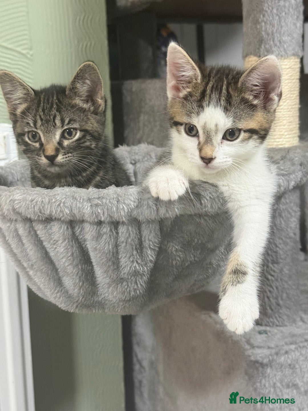 British Shorthair cats for sale: Playful kittens - Image 7