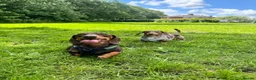 Miniature Dachshund dogs for sale: 2 MINIATURE DACHSHUND FOR REHOMING - Advert 23