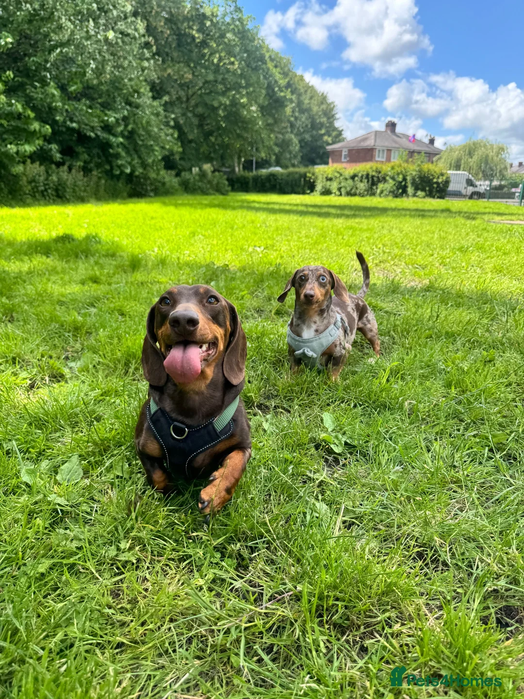 Miniature Dachshund dogs for sale: 2 MINIATURE DACHSHUND FOR REHOMING - Advert 23