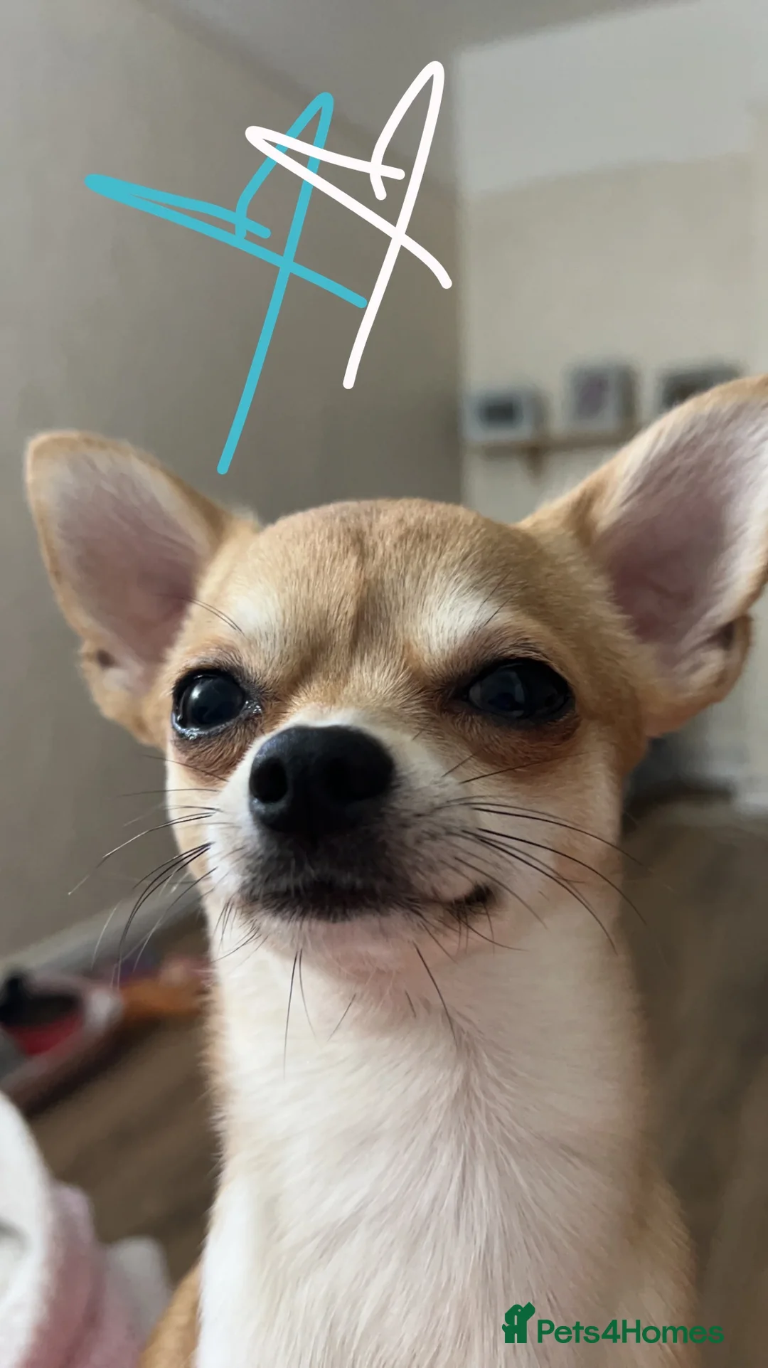 Chihuahua dogs for stud: Chihuahua dog for stud in Frome - Advert 3