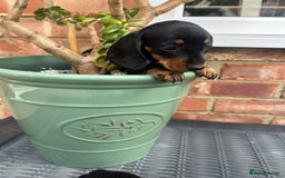 Miniature Dachshund dogs for sale: Miniature dachshund  - Image 10