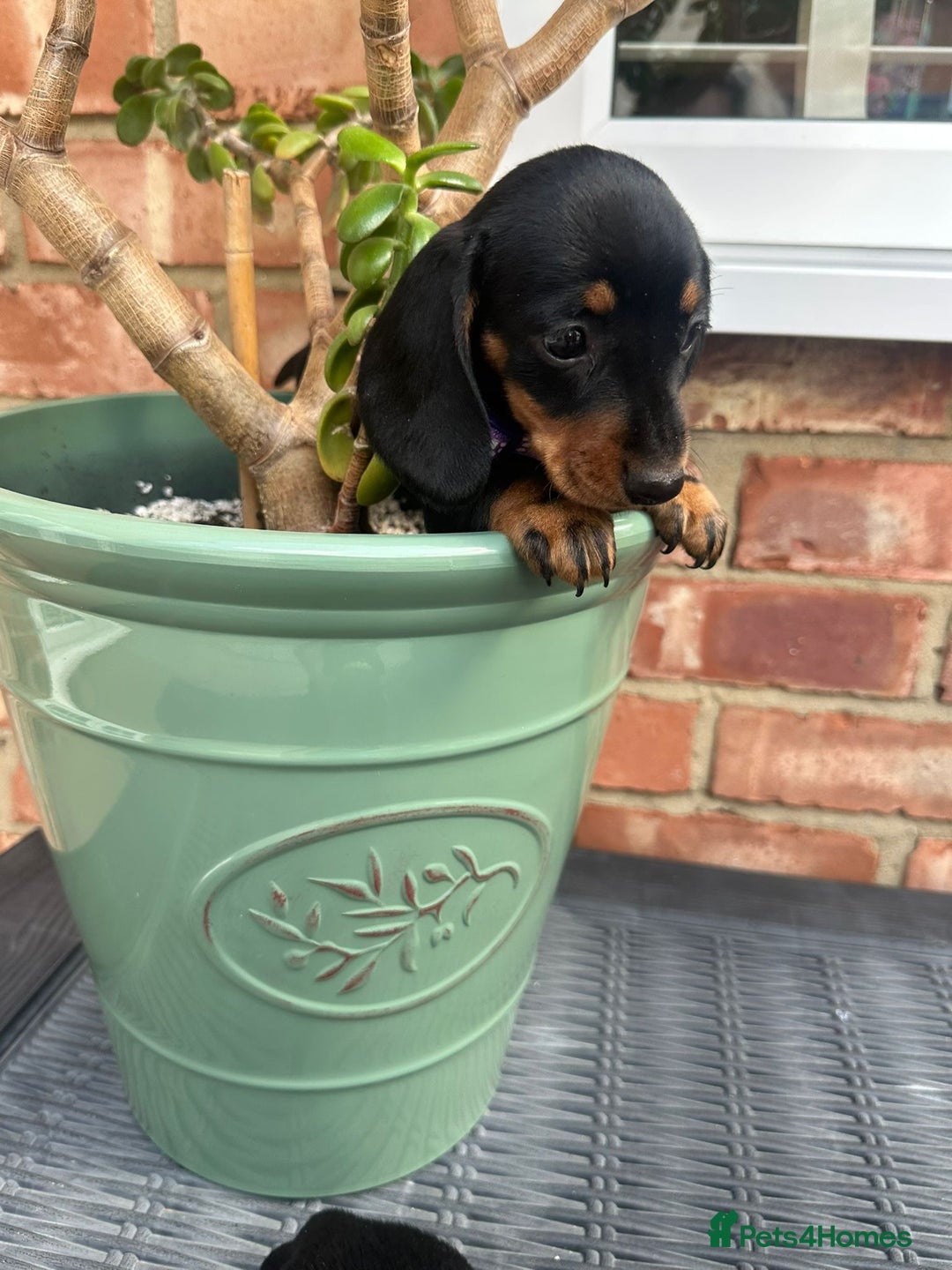 Miniature Dachshund dogs for sale: Miniature dachshund  - Image 10