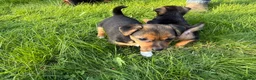 Jack Russell dogs for sale: Black and Tan Jack Russels  in Brecon - Advert 3