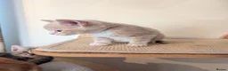 Mixed Breed cats for sale: Gorgeous kittens looking for forever homes - Advert 7