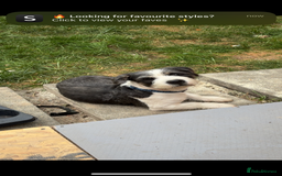 Mixed Breed dogs for sale: American bull X shitzu - Image 1