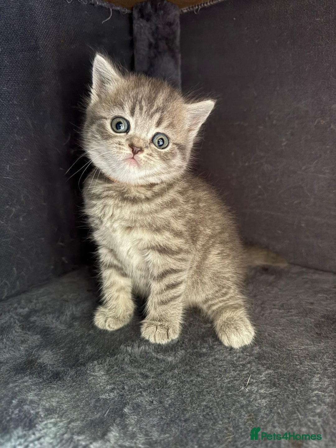 Scottish Fold cats for sale: Scottish fold kittens  - Image 6