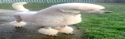 Standard Poodle dogs for stud: KC Cream Standard Poodle - Advert 3