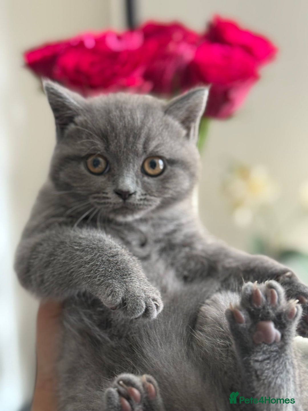 British Shorthair cats for sale: Two beautiful and lovely girls - Image 9