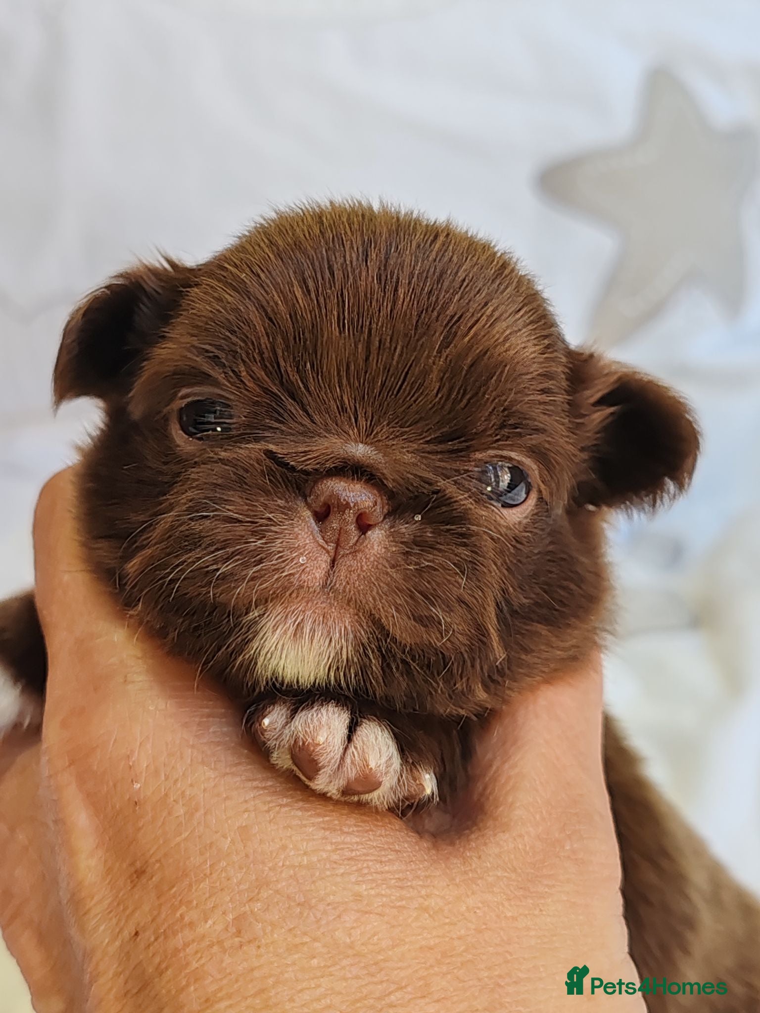 Chihuahua dogs KC REG THAI X RUSSIAN LINES NOW ARRIVED  - Advert 14