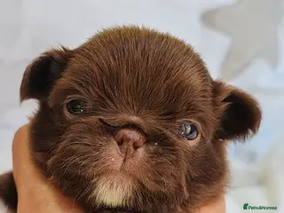 Chihuahua dogs KC REG THAI X RUSSIAN LINES NOW ARRIVED - Advert 1