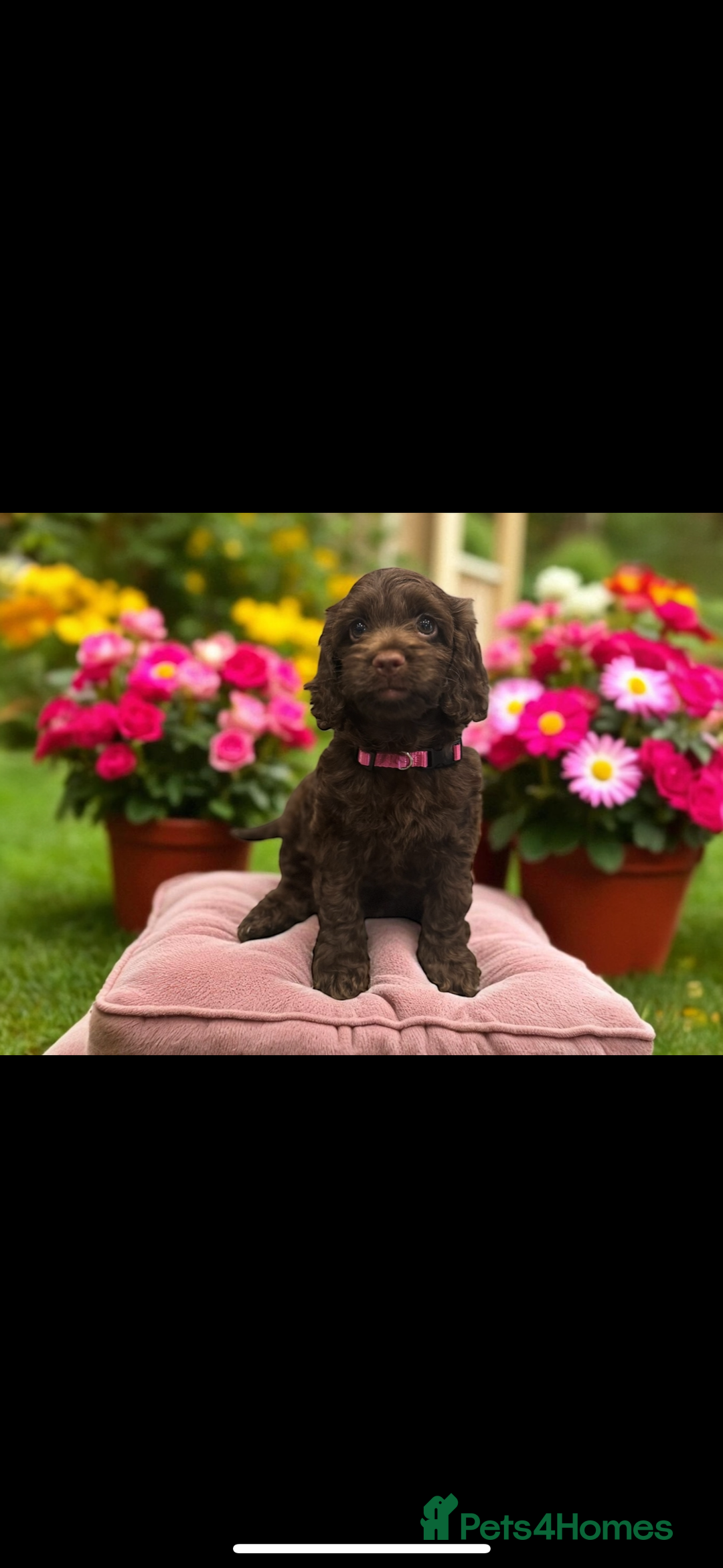 Miniature Poodle dogs for stud: Chocolate phantom miniature poodle stud - Advert 12