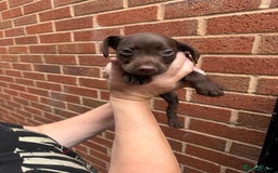 Mixed Breed dogs for sale: Cocker/ Patterdale  - Image 4