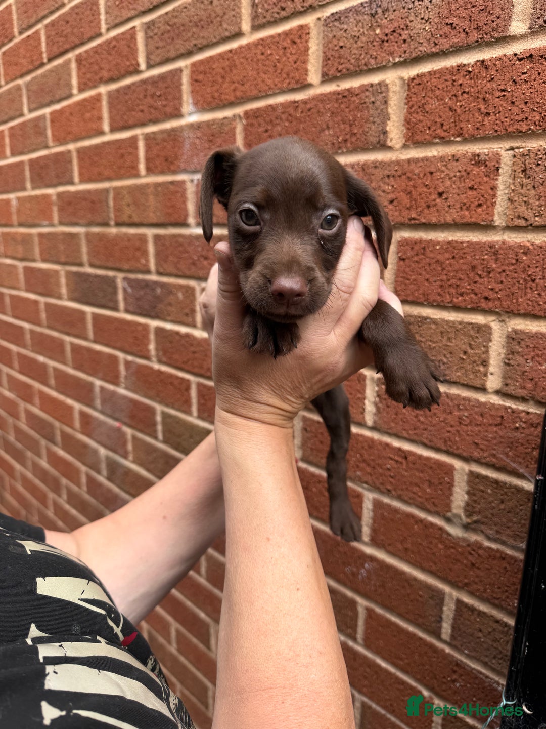 Mixed Breed dogs for sale: Cocker/ Patterdale  - Image 4