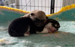 Huskita dogs for sale: Gorgeous Huskita Puppies  - Image 5