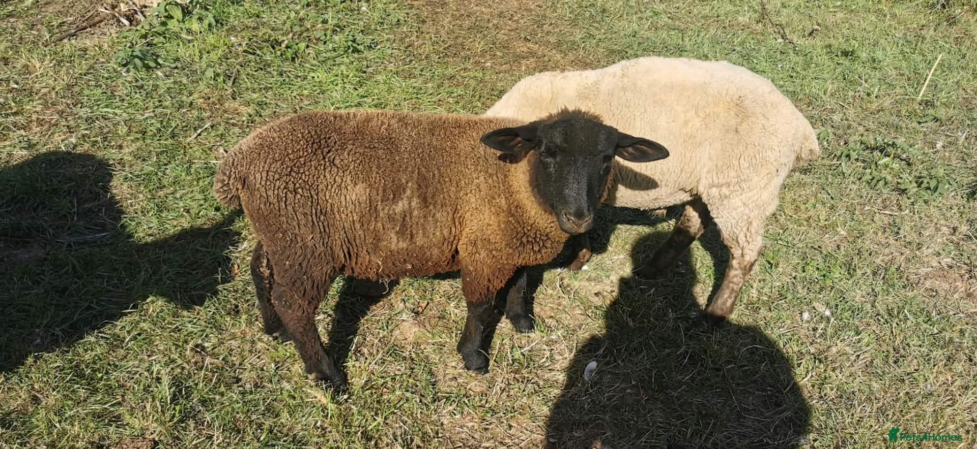 Sheep livestock Ram lamb - Advert 1