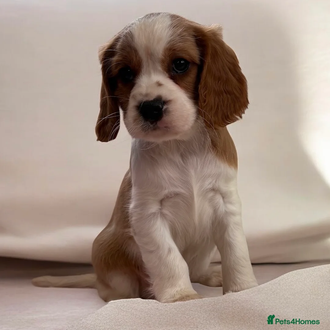 Cavapoo dogs for sale: F1 Cavapoo Puppy’s!  - Advert 17