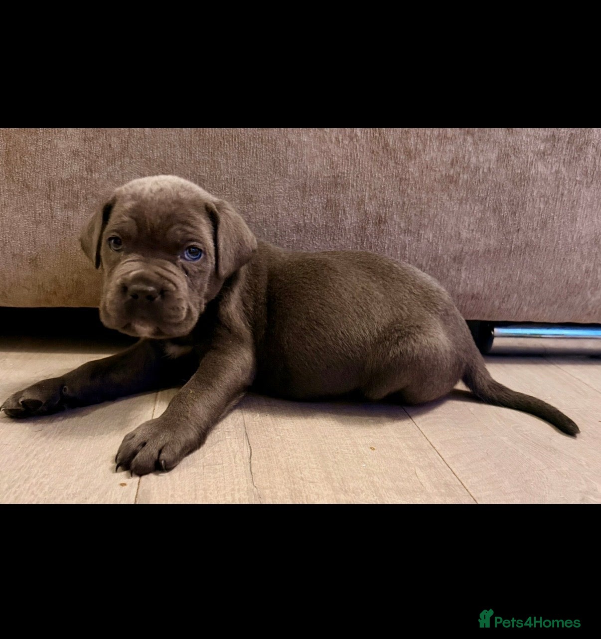 Cane Corso dogs Exceptional, Champion Bloodline Cane Corso Puppies - Advert 2