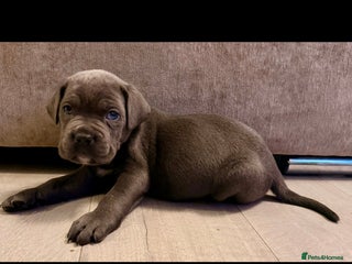 Cane Corso dogs Exceptional, Champion Bloodline Cane Corso Puppies - Advert 2