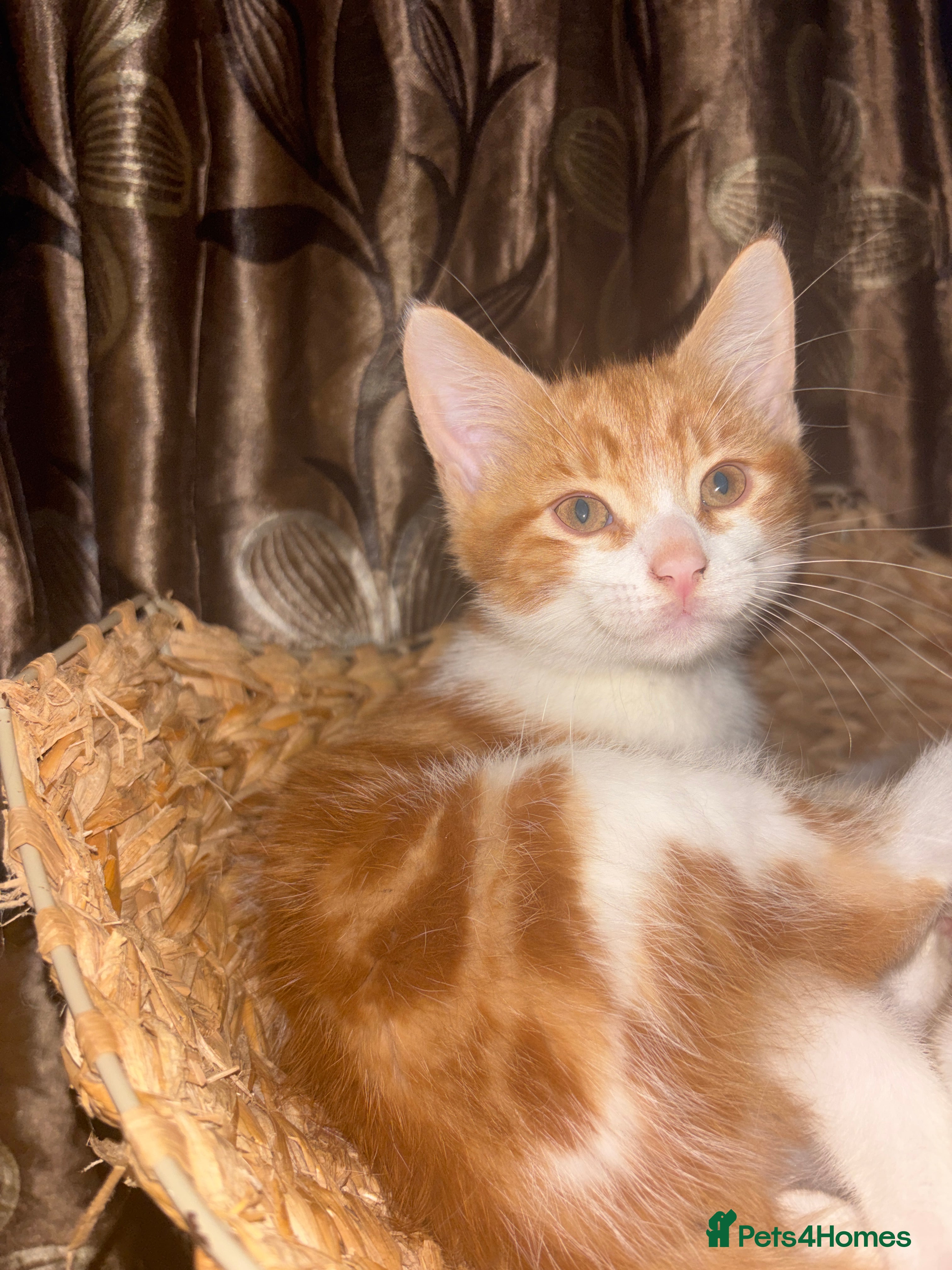 Mixed Breed cats for sale: 12 beautiful kittens for sale - Advert 2