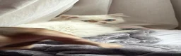 Persian cats for sale: Persian boy - Advert 2