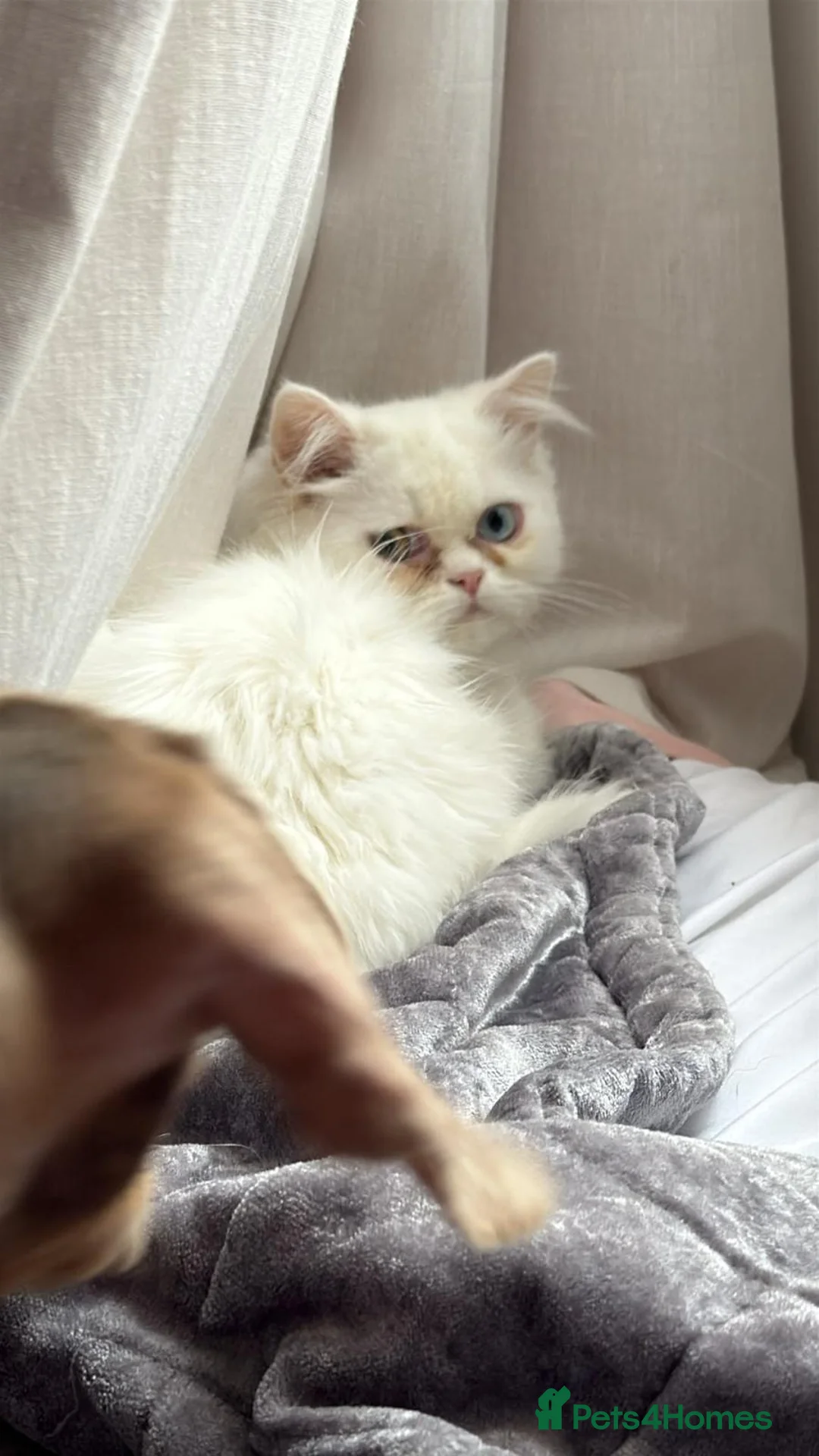 Persian cats for sale: Persian boy - Advert 2