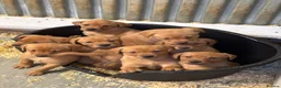 Labrador Retriever dogs for sale: Fox red Labradors  - Advert 8