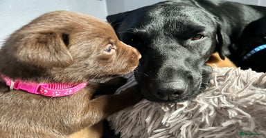 Labrador Retriever dogs - Advert 13