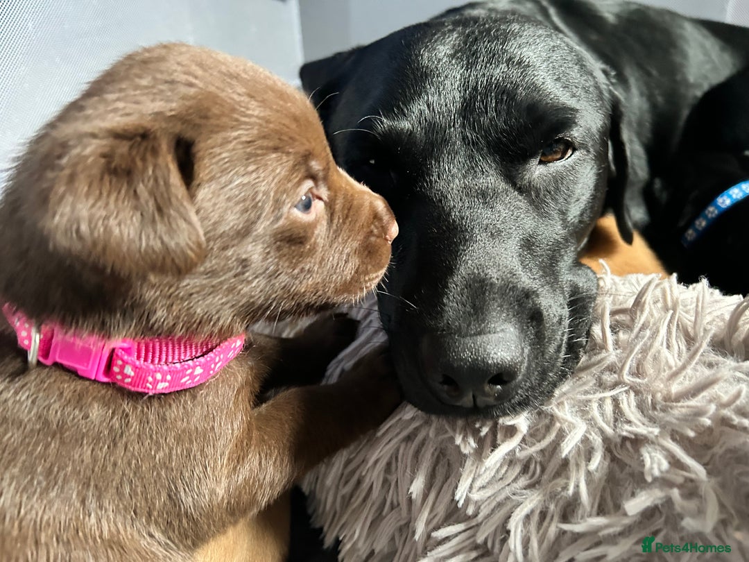 Labrador Retriever dogs for sale: Beautiful Labrador puppies 4 coats colour  - Image 2