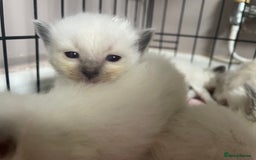 Ragdoll cats for sale: ⭐️champion blood line Ragdolls  in Merthyr Tydfil - Image 21