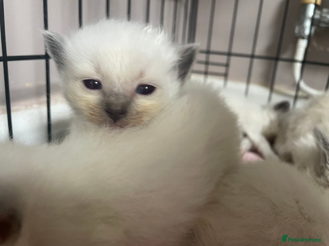 Ragdoll cats for sale: ⭐️champion blood line Ragdolls  in Merthyr Tydfil - Image 21