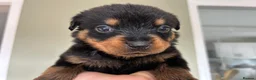 Rottweiler dogs for sale: Beautiful Rottweiler Pups  - Advert 31