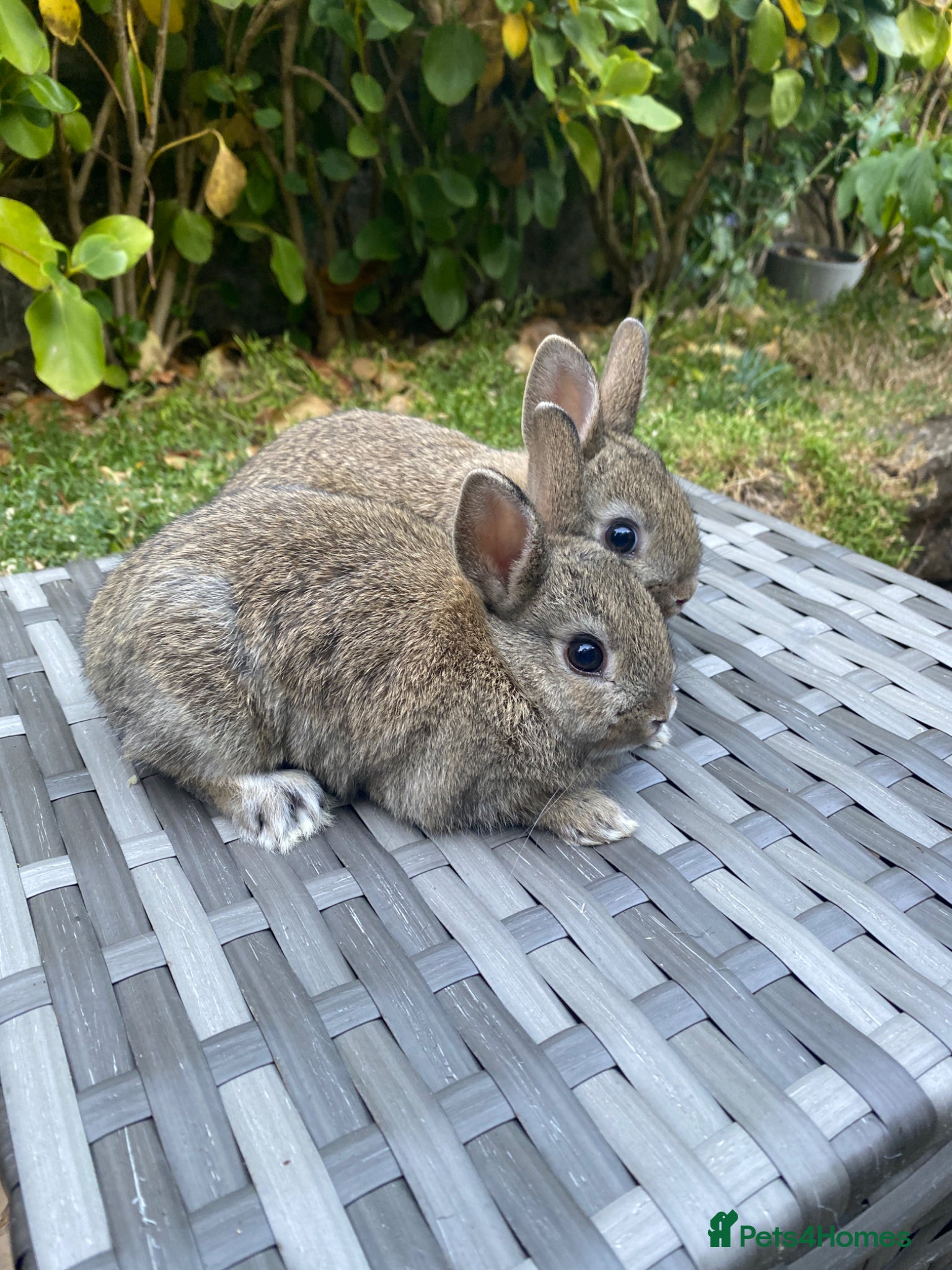Netherland Dwarf rabbits Ready to leave Netherland Dwarf - Advert 1