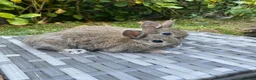 Netherland Dwarf rabbits for sale: Netherland Dwarf - Advert 4