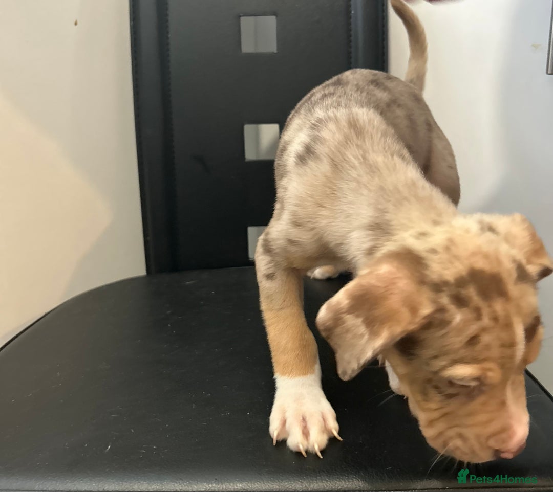 Mixed Breed dogs for sale: Mastiff x Shar pei puppies  - Image 13