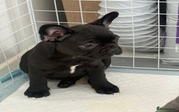 French Bulldog dogs for sale:  Adorable Frenchies Puppies Ready for them home - Image 16