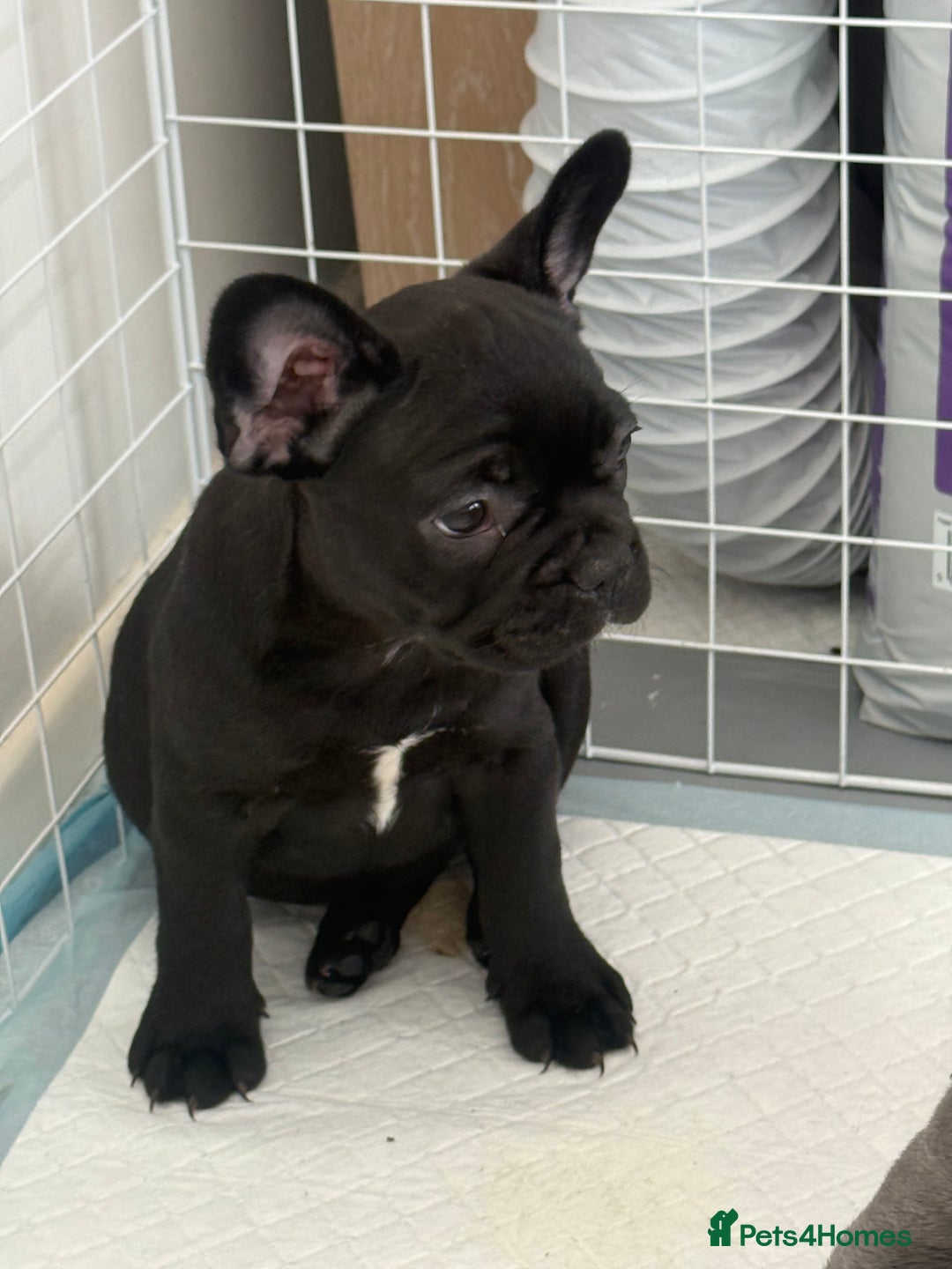 French Bulldog dogs for sale:  Adorable Frenchies Puppies Ready for them home - Image 16