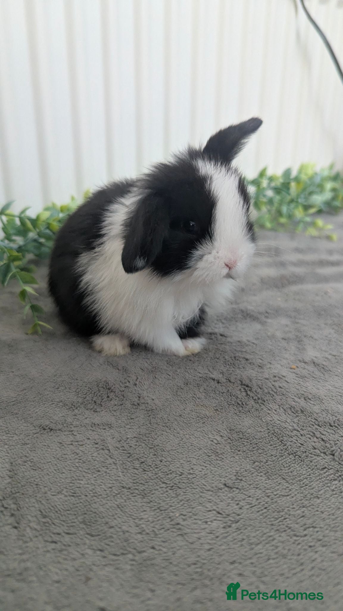 Mini Lop rabbits Mini lop babies ready to reserve  - Advert 19